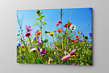 Obraz Na rozkvitnutej lúke 1460